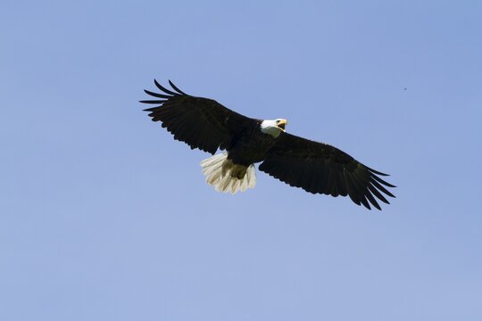 Bald eagle (Haliaeetus leucocephalus) in flight.