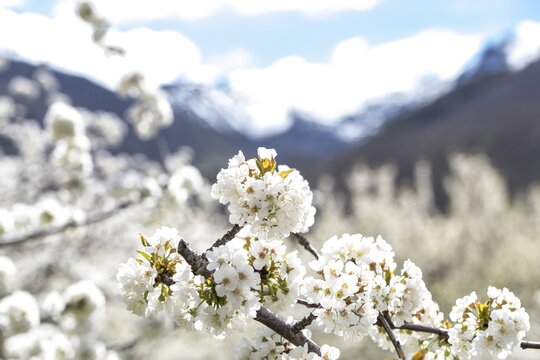 Cherry tree in blossom, Sierra de Gredos mountain range in the background, cherry blossom, Valle del Jerte, Tornavacas, Extremadura, Spain