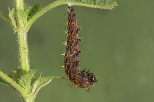 A spiny caterpillar of the C-moth (Polygonium C-Album) has hung up to pupate on a stinging nettle leaf, Baden- W&uuml;rttemberg, Germany