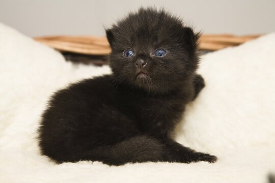 Kitten, 2 weeks, in basket