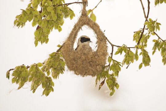 Eurasian Penduline Tit (Remiz pendulinus) at nest building, Dessau, Saxony-Anhalt, Germany