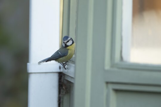 Blue tit (Cyanistes Caeruleus) adult bird on a conservatory window sill, Suffolk, England, United Kingdom