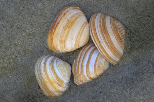 Baltic macoma (Limecola balthica) on the beach of the North Sea, island, Spiekeroog, Lower Saxony, Germany