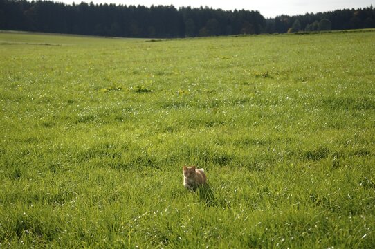Cat in a meadow
