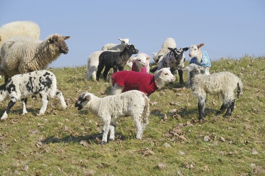 Sheep with lambs in the pasture, some wearing cold protection, Elbe dyke, Damnatz, Wendland, Lower Saxony