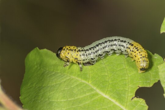 Willow sawfly (Nematus pavidus) Larva eats leaf of Goat willow (Salix caprea) Baden-W&uuml;rttemberg, Germany