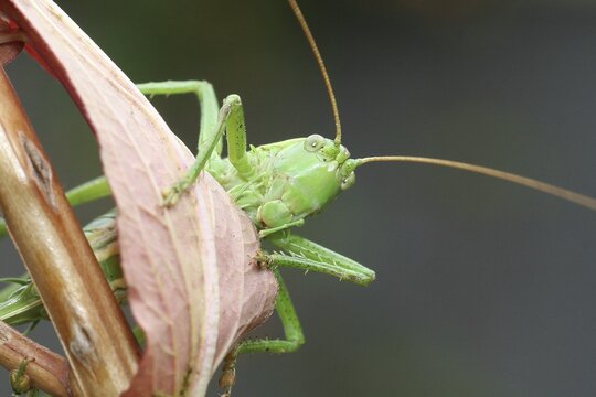 Bush-cricket (Tettigonioidea), green grasshopper portrait, Allg&auml;u, Bavaria, Germany