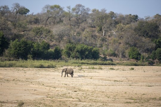 A lone elephant (Loxodonta africana) crosses the dry riverbed of the Sabie River surrounded by trees, near Lower Sabie Rest Camp, Kruger National Park, South Africa