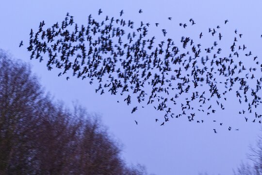 Western jackdaws (Corvus monedula) during evening flight, blue hour, flock, Germany