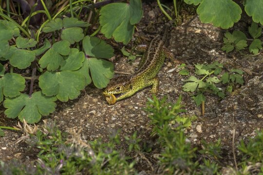 Sand lizard (Lacerta agilis) male bites small shell snail, Baden-W&uuml;rttemberg, Germany