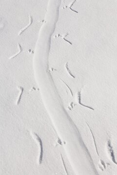 Tracks of an Ad&eacute;lie Penguin (Pygoscelis adeliae) sliding on its stomach in the snow, Antarctica