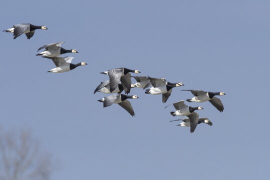 Barnacle goose (Branta leucopsis), formation, in flight, Lake D&uuml;mmer, Lembruch, Lower Saxony, Germany