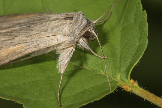 Shark (moth) (Cucullia umbratica) portrait, Baden-W&uuml;rttemberg, Germany