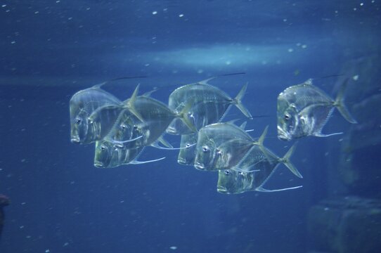 Lockdown fish Selene dorsalis Atlantic, aquarium Berlin Germany