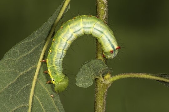 Coxcomb prominent (Ptilodon capucina) caterpillar on auric willow (Salix aurita), Baden-W&uuml;rttemberg, Germany