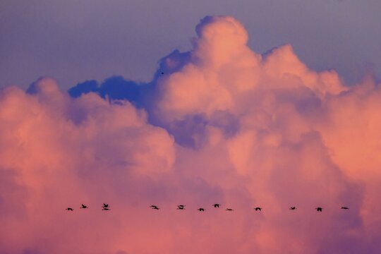 Birds move against a sky with pink clouds at dusk, crane (Grus grus) wildlife, Western Pomerania Lagoon Area National Park, Zingst, Mecklenburg-Western Pomerania, Germany