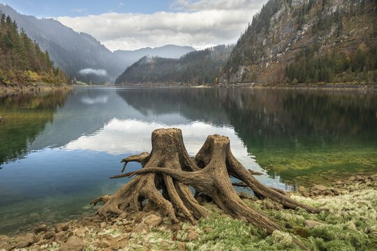 The Vordere Gosausee in autumn with a view of the Gasthof Gosausee. Two uprooted tree stumps in the foreground. Cloudy and blue sky. Reflection. Vorderer Gosausee, Gosau, Gosau Valley, Salzkammergut, Upper Austria, Austria