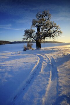 Winter landscape with solitary Oak (Quercus) at sunset, sparkling snow crystals, eastern Harz foreland, near Harzgerode, Saxony-Anhalt, Germany