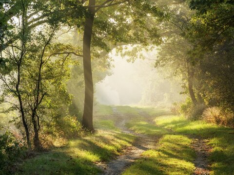 Hiking trail through light-flooded forest on Kleiner Fallstein, sun rays breaking through morning fog, Osterwieck, Saxony-Anhalt, Germany