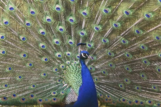Indian Peafowl (Pavo cristatus), male, displaying plumage