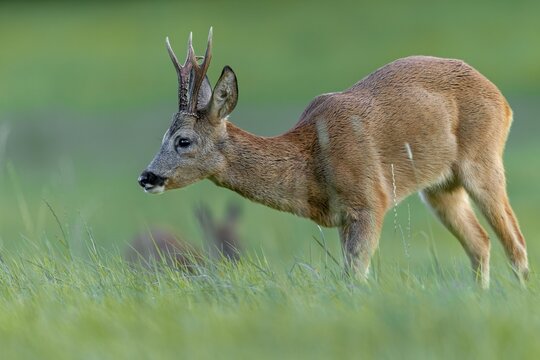 Roebuck (Capreolus capreolus) and doe in the evening on a grazing area, foliage time, mating season, August, Germany