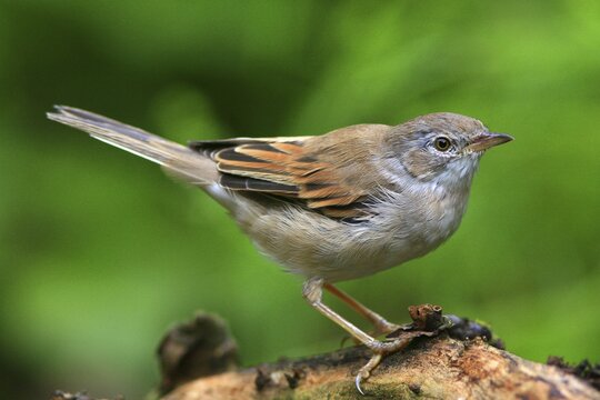 Whitethroat (Sylvia communis)