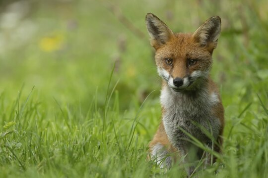 Red fox (Vulpes vulpes) adult animal sitting in grassland in the summer, England, United Kingdom