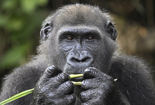 Western lowland gorilla (Gorilla gorilla gorilla) eating, male animal, R&eacute;serve L&eacute;sio-Louna nature reserve, near Moembe, Plateau department, Republic of Congo