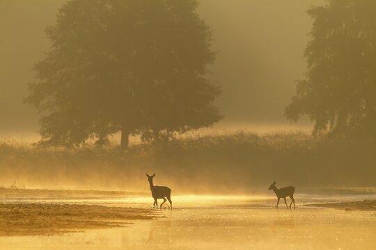 Red deer (Cervus elaphus) and calf crossing a small river in the first morning light, morning mist, mystical, rutting season, deer rutting, September, Germany