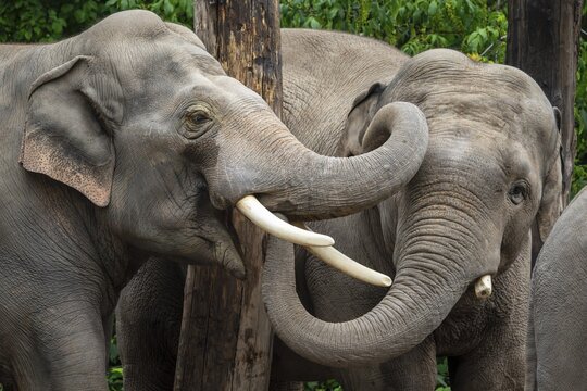 Two Asian elephant (Elephas maximus), animal portrait, Germany