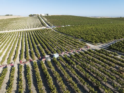 Vintage at the La Canariera vineyard of the Bodega Gonz&aacute;lez Byass near the town of Jerez de la Frontera. Aerial view. Drone shot. C&aacute;diz province, Andalusia, Spain