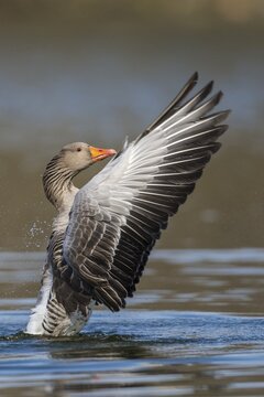 Greylag goose ( anser anser) beats with the wings, plumage care, swimming on a lake, Hannover, Lower Saxony, Germany