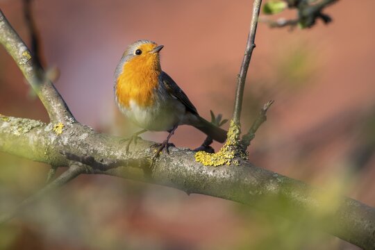 European robin (Erithacus rubecula), Vechta, Lower Saxony, Germany