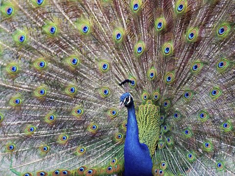 Indian peafowl (Pavo cristatus), wheeling, Dessau-W&ouml;rlitz Garden Kingdom
