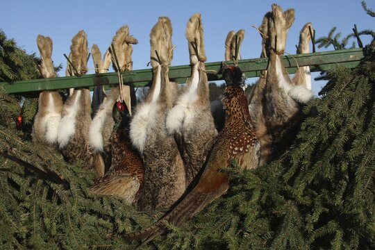 European hares (Lepus europaeus) and pheasants (Phasianus colchicus) hanging from a hunting cart, Lower Austria, Austria