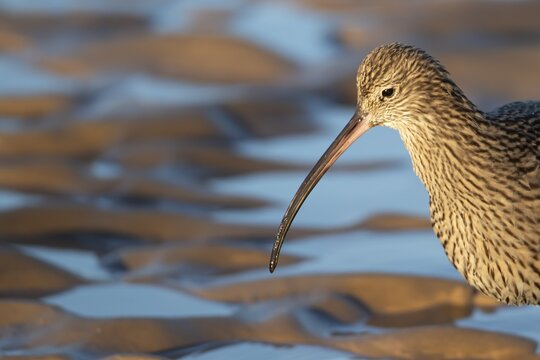 Eurasian curlew (Numenius arquata) adult wading bird head portrait, Norfolk, England, United Kingdom