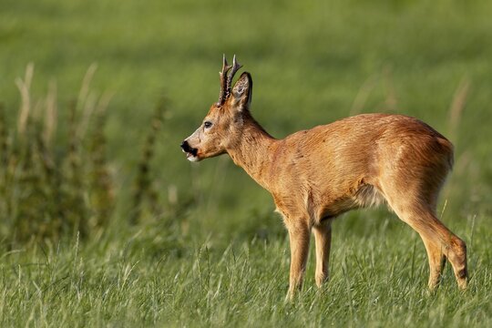 The roebuck (Capreolus capreolus) has just stepped onto the grazing area, but it is less interested in food now because it is rutting season, leaf time, mating season, August, Germany