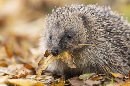 European hedgehog (Erinaceus europaeus) adult animal carrying a leaf in its mouth for bedding material during hibernation on fallen autumn leaves in a garden, England, United Kingdom