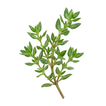 Fresh green thyme sprig herb isolated on white background.