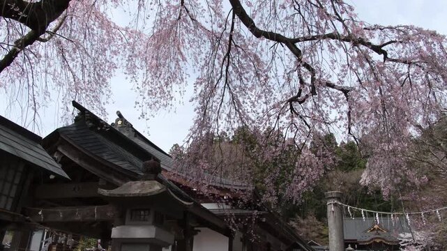 楽翁桜と鳥居