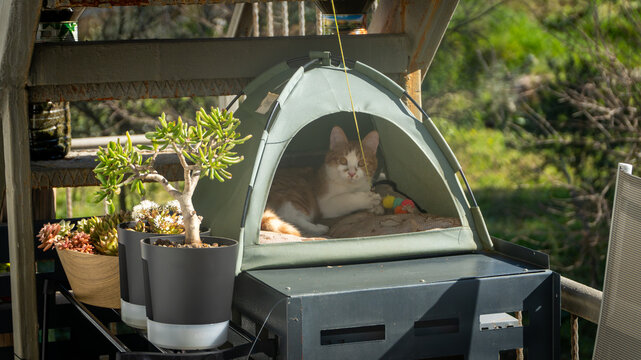 Ginger and white cat relaxing inside a cozy green pet tent on a sunny balcony, surrounded by potted plants. Peaceful domestic pet lifestyle