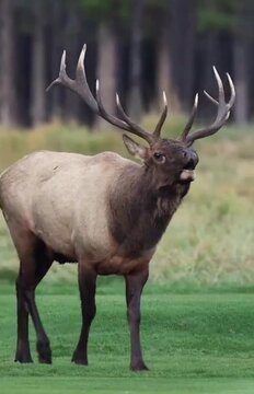 elk is  bugling loudly