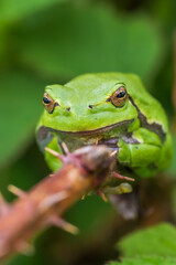 Fototapeta premium European tree frog (Hyla arborea) peeking through green leaves