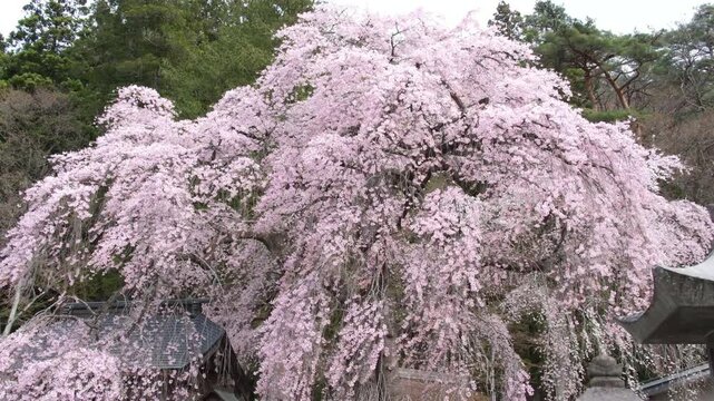南湖神社と楽翁桜