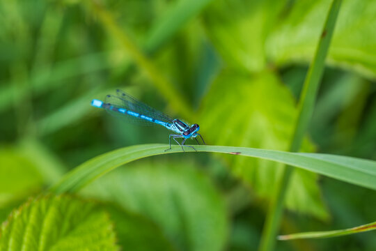 Male azure damselfly (Coenagrion puella) resting on a vibrant green leaf