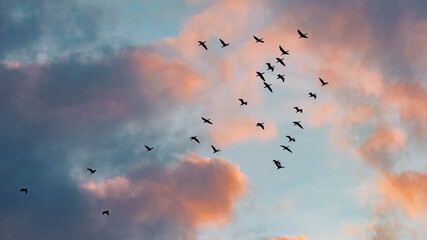 Obraz premium Anser anser, greylag geese, in formation flight on a sunny evening in spring