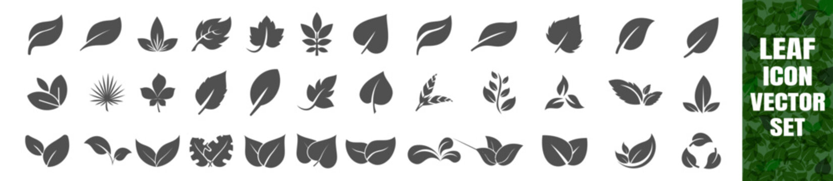 Leaf vector element set with simple black botanical silhouettes on transparent background
