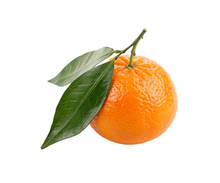 Whole Orange Fruits isolated png or jpeg