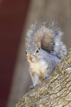 Single gray squirrel is perching on tree trunk with front paws gripping rough bark, tail arched