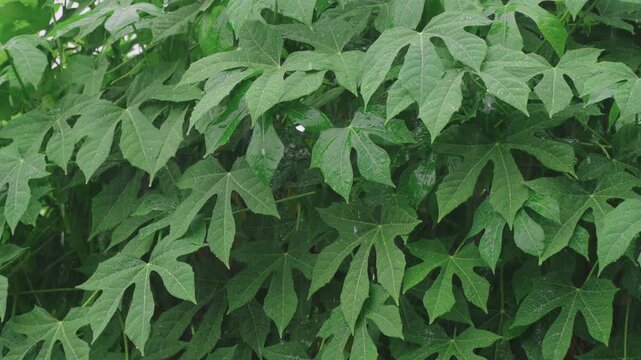 Papaya Leaf Green Foliage with Raindrops Tropical Plant Nature Rain